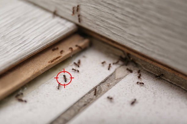 Best Rodent Control Near Me  in Spencerville, MD