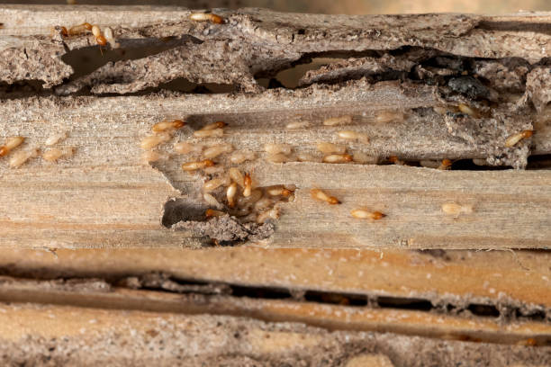 Best Best Pest Control Companies  in Spencerville, MD
