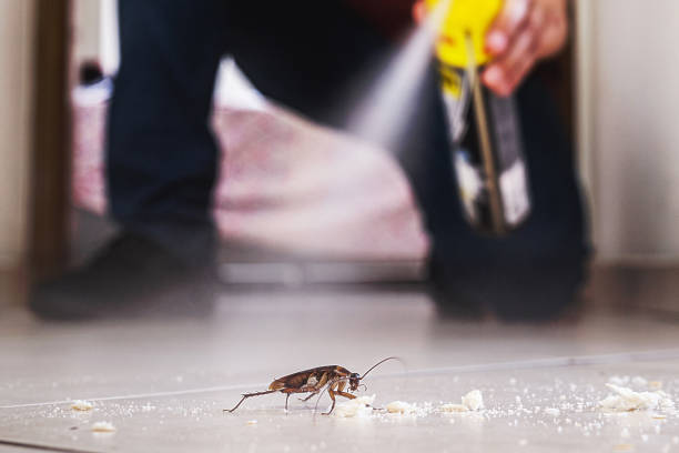 Best Flea Control Services  in Spencerville, MD